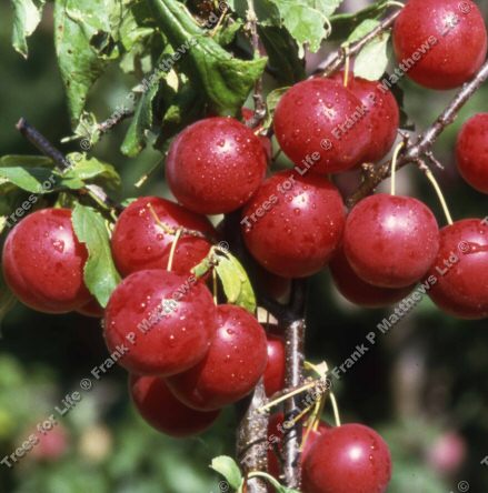 Gypsy Mirabelle or Cherry Plum Tree, Delivered 1.25-2.00m Tall, 2-3 Years Old, **FREE UK MAINLAND DELIVERY + FREE 100% TREE WARRANTY**