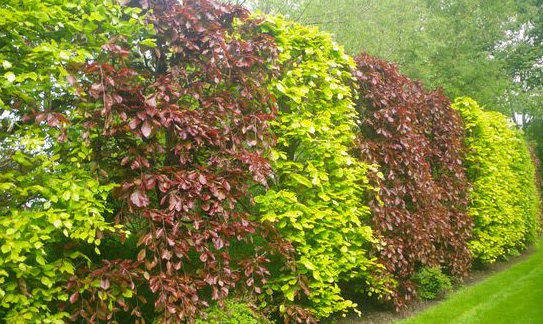 mixed beech hedge