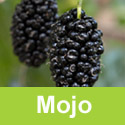 (Morus) Mojo Berry Mulberry