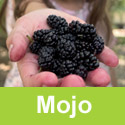 (Morus) Mojo Berry Mulberry