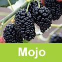 (Morus) Mojo Berry Mulberry