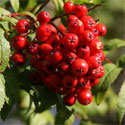 Bare Root Mountain Ash or Rowan Tree Sorbus Aucuparia HARDY +RED FRUIT + COASTAL + EXPOSED **FREE UK MAINLAND DELIVERY + FREE 100% TREE WARRANTY**