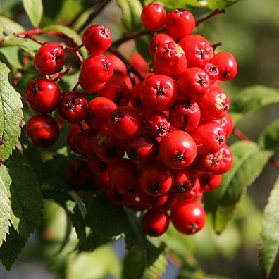 Buy Mountain Ash or Rowan tree online FREE UK DELIVERY + FREE 3 YEAR ...
