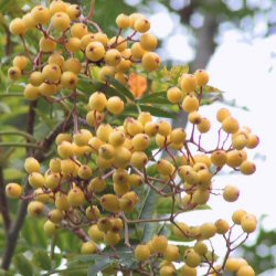 Sorbus Joseph Rock Mountain Ash Tree **FREE UK MAINLAND DELIVERY + FREE 100% TREE WARRANTY**