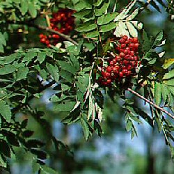 Bare Root Mountain Ash or Rowan Tree Sorbus Aucuparia HARDY +RED FRUIT + COASTAL + EXPOSED **FREE UK MAINLAND DELIVERY + FREE 100% TREE WARRANTY**