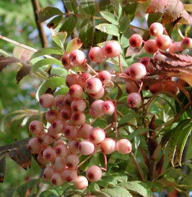 Pink Pagoda Mountain Ash Sorbus Hupehensis Pink Pagoda Supplied height 1.20 - 2.4m **FREE UK MAINLAND DELIVERY + FREE 100% TREE WARRANTY**