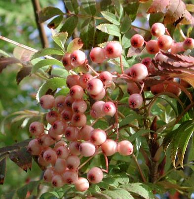 Pink Pagoda Mountain Ash Sorbus Hupehensis Pink Pagoda **FREE UK MAINLAND DELIVERY + FREE 100% TREE WARRANTY**