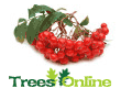 Mountain Ash/Rowan Tree