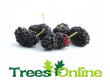 Mulberry Trees