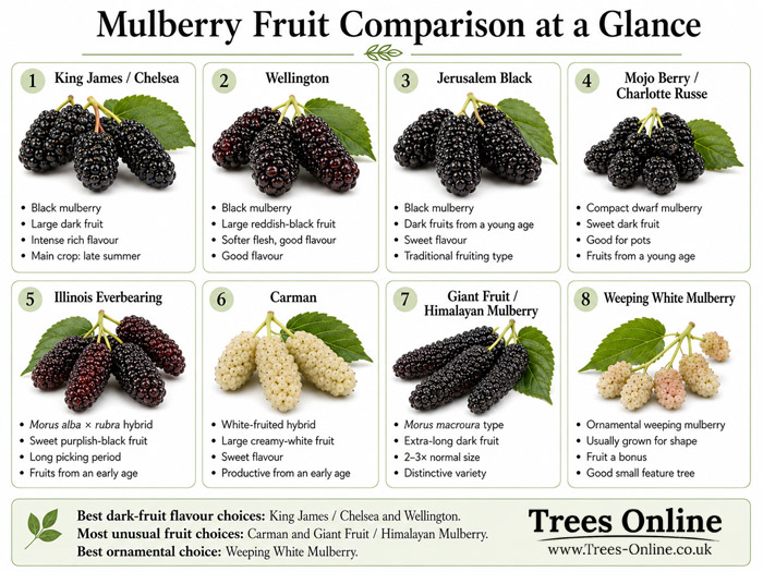 Mulberry fruit comparison showing different mulberry varieties sold by Trees Online