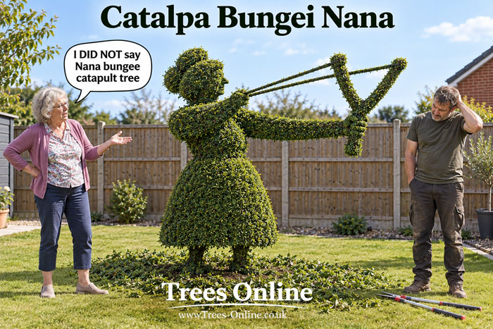 Catalpa Bungei Nana