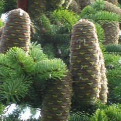 <font color="red">DELIVERED SEPTEMBER 2024</font> Nordmann or Caucasian Fir Trees (Abies nordmanianna) Height 10 - 30cm trees, EVERGREEN **FREE UK MAINLAND DELIVERY + FREE 100% TREE WARRANTY**