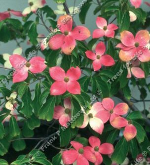 Cornus Norman Haddon/Hadden Dogwood Tree SEMI-EVERGREEN **FREE UK MAINLAND DELIVERY + FREE 100% TREE WARRANTY**