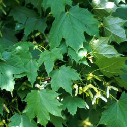 Norway Maple Tree (Acer platanoides) 20 - 40cm Trees**FREE UK MAINLAND DELIVERY + FREE 100% TREE WARRANTY**