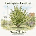 Nottingham Hazelnut height and width