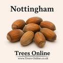 Nottingham Hazelnut