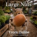 Nottingham Hazelnut large nuts