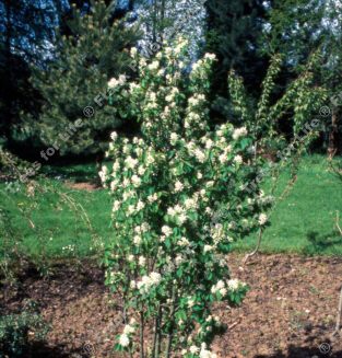 Mature Amelanchier alnifolia Obelisk Snowy Mespilus Tree WHITE FLOWERS + HARDY + MOIST TOLERANT + ACID SOIL + PURPLE/BLACK FRUITS **FREE UK MAINLAND DELIVERY + FREE 100% TREE WARRANTY**