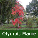 Bare root Olympic Flame Mountain Ash or Rowan Tree Sorbus Dodong Olympic Flame **FREE UK MAINLAND DELIVERY + FREE 100% TREE WARRANTY**