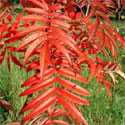 Sorbus Olympic Flame autumnal colours