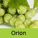 Orion Grape Vine, Eating, White, Outdoor, WINE + DISEASE-FROST-DROUGHT RESISTANT + LARGE CROP **FREE UK DELIVERY + FREE 3 YEAR LTD WARRANTY**