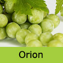 Orion grape vine