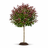 Ornamental tree terms explained