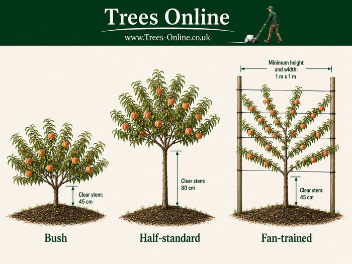 Peach tree bush half standard and fan shape comparison