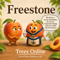 Bonanza compact peach tree is a freestone peach.