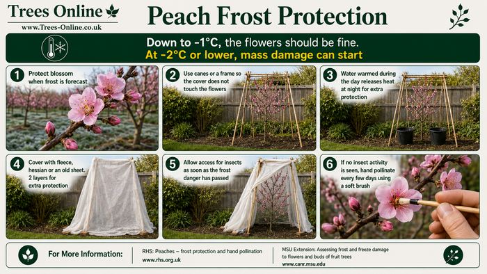 Peach tree frost protection guide for UK gardeners