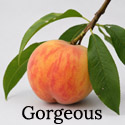 DELIVERED SEPTEMBER 2026 Peach Gorgeous Tree