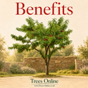 Rochester Peach Tree