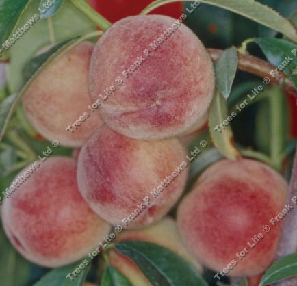 DELIVERED SEPTEMBER 2022 Prunus Peregrine Peregrine Peach Tree SELF FERTILE + INTENSE FLAVOUR + HEAVY CROP + FREESTONE + SHELTERED POSITION Supplied 1.25-2.20 m, 2-3 Years Old **FREE UK MAINLAND DELIVERY**