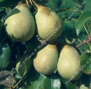 Beth Pear Tree (C3), SMALL + SWEET + JUICY **FREE UK MAINLAND DELIVERY + FREE 100% TREE WARRANTY**