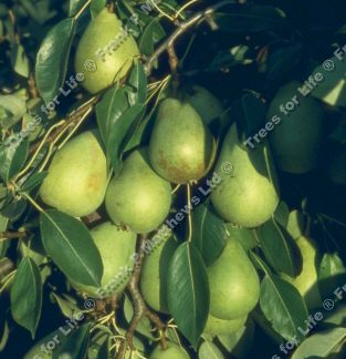 Invincible Delwinor Pear Tree, SELF FERTILE(C2) NORTH UK SUITABLE + LARGE CROP + DISEASE RESISTANT +COOKING & EATING , 2-3 years old, delivered 1.5-2.00m tall, **FREE UK MAINLAND DELIVERY + FREE 100% TREE WARRANTY**