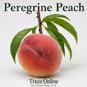 Peregrine Peach Tree