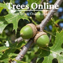 Pin Oak Quercus Palustris acorns