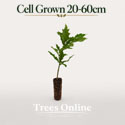 Pin Oak Quercus Palustris cell grown