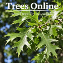 Pin Oak Quercus Palustris green leaves