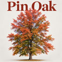 Pin Oak Tree - Quercus palustris Cell Grown Oak Saplings