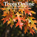 Pin Oak Quercus Palustris autumn colour leaves
