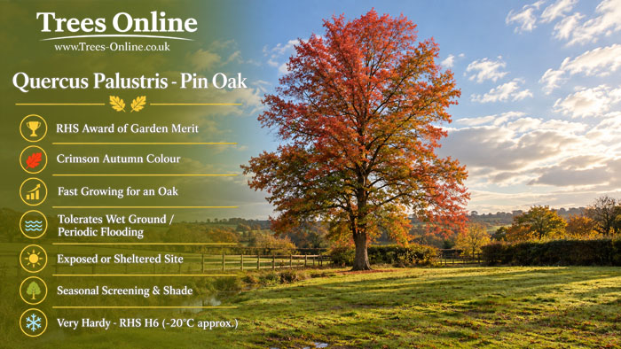 Pin Oak - Quercus palustris
