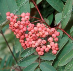 DELIVERED SEPTEMBER 2024 Pink Ness Mountain Ash or Rowan Tree - Sorbus Pink Ness **FREE UK MAINLAND DELIVERY + FREE 100% TREE WARRANTY**