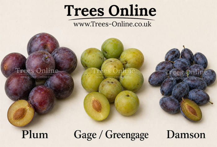 Plum, gage, greengage and damson fruit comparison showing the visual differences between common UK stone fruits