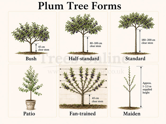 Plum tree forms guide comparing bush, half-standard, standard, patio, fan-trained and maiden plum trees