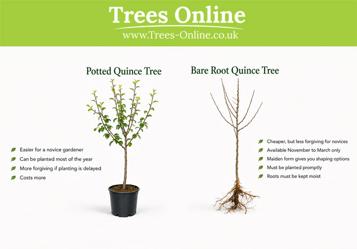 Potted quince tree and bare root quince tree comparison for UK buyers