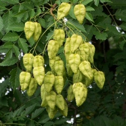 pride india tree paniculata koelreuteria rain golden trees litre mainland container delivery supplied metres height desired quantity
