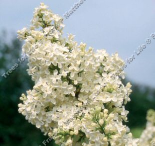 Primrose Lilac Tree / shrub (Syringa vulgaris 'Primrose') Supplied height 50-120 cm in a 7-12 litre container **FREE UK MAINLAND DELIVERY**