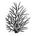 Prince Wolkonsky Syringa Lilac Tree / shrub WELL BEHAVED + NICE SCENT **FREE DELIVERY + FREE 3 YEAR WARRANTY**