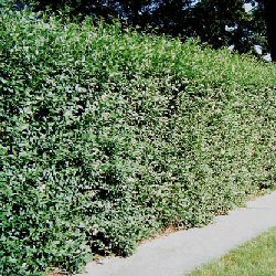 DELIVERED SEPTEMBER 2024 Privet Hedging (ligustrum vulgare) 15-40cm **FREE UK MAINLAND DELIVERY + FREE 100% TREE WARRANTY**